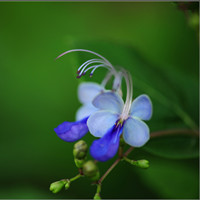 藍蝴蝶