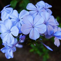 藍花丹