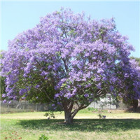 藍花楹