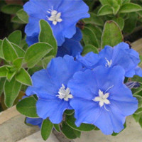 藍星花