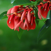 龍牙花