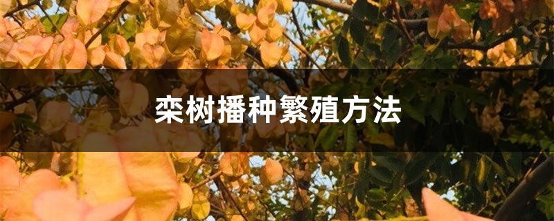 欒樹播種繁殖方法