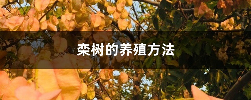 欒樹的養殖方法