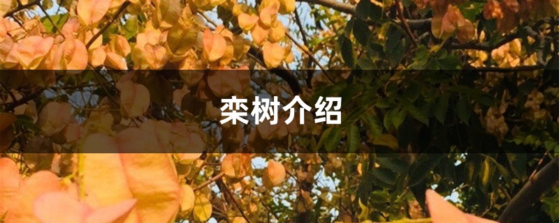 欒樹介紹，欒樹多少錢
