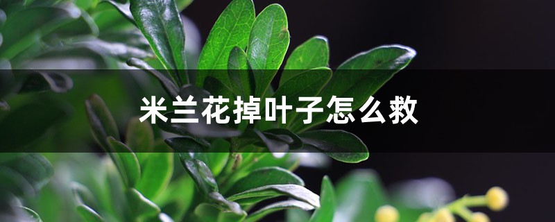 米蘭花掉葉子怎麼救
