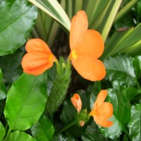 鳥尾花