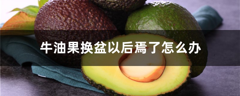 牛油果換盆以後焉了怎麼辦，牛油果怎麼移栽