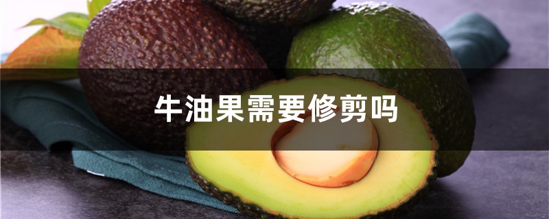牛油果需要修剪嗎，牛油果怎麼修剪