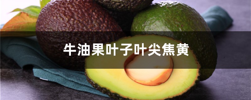 牛油果葉子葉尖焦黃，牛油果苗葉蔫了怎麼救