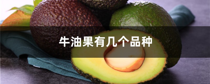 牛油果有幾個品種，牛油果不同品種的區別