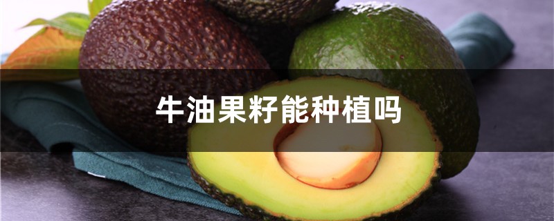 牛油果籽能種植嗎，牛油果的種子怎麼種植