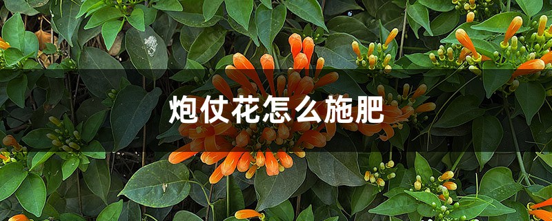 炮仗花怎麼施肥