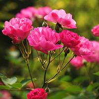薔薇花