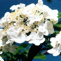 瓊花