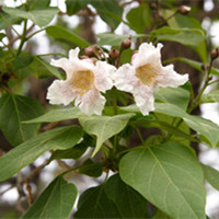 楸樹