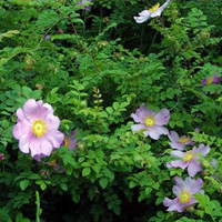 繅絲花
