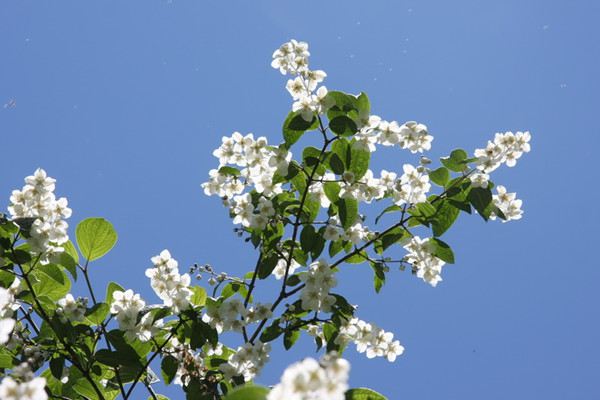 山梅花的養殖方法