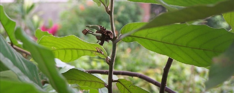 蛇皮果的養殖方法