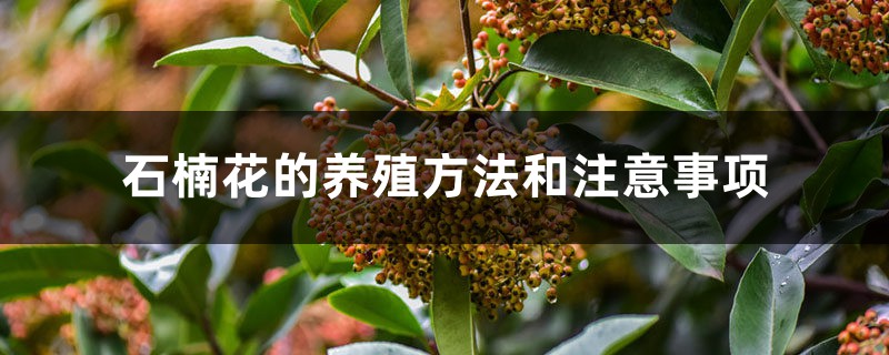 石楠花的養殖方法和注意事項