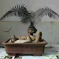 蘇鐵