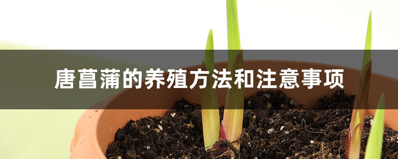 唐菖蒲的養殖方法和注意事項