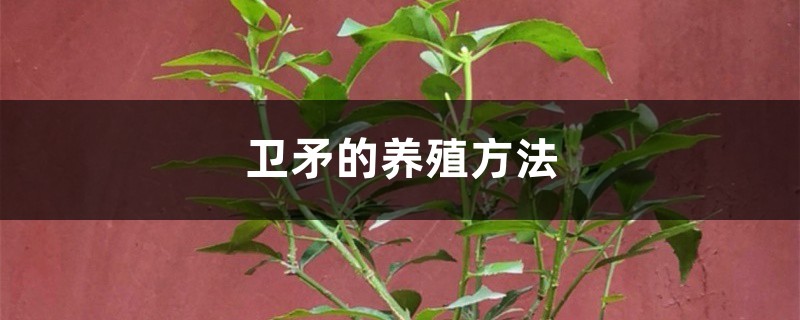 衛矛的養殖方法