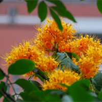 無憂花