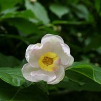 夏臘梅
