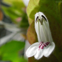蝦衣花