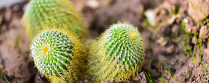 仙人球開白花是好事嗎