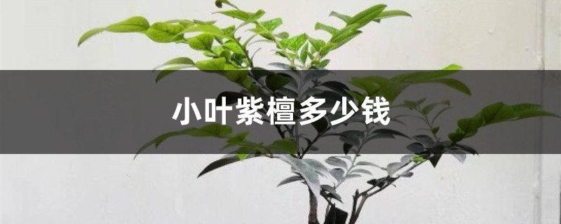 小葉紫檀多少錢，小葉紫檀樹圖片