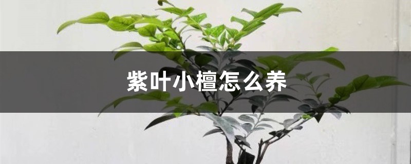 小葉紫檀怎麼養