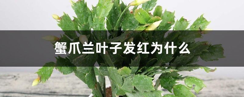 蟹爪蘭葉子發紅為什麼