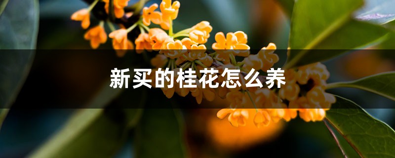 新買的桂花怎麼養