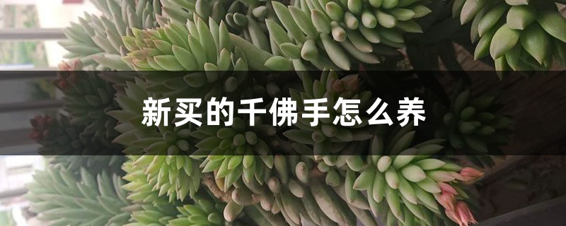 新買的千佛手怎麼養