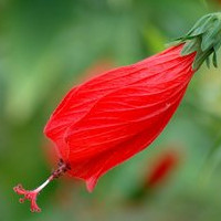 懸鈴花