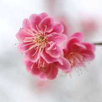 櫻花