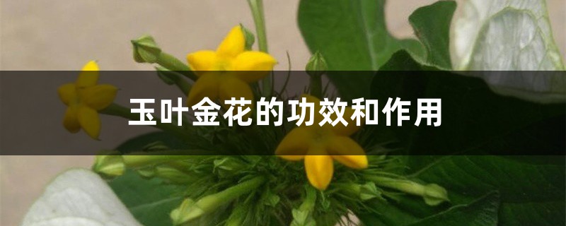 玉葉金花的功效和作用