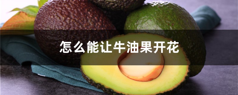 怎麼能讓牛油果開花，種牛油果樹怎麼快開花