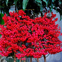 硃砂根