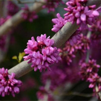 紫荊