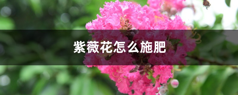紫薇花怎麼施肥