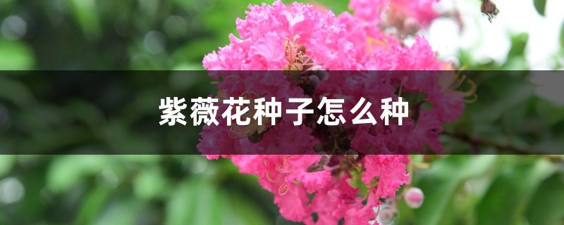 紫薇花種子怎麼種