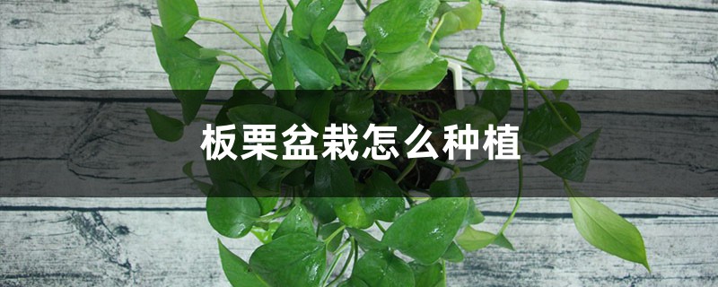 “板栗”扔水裡泡一泡，7天長芽，30天出苗，長成盆栽比綠蘿還美！