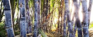 甘蔗種植技術