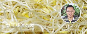 黃豆芽怎麼發