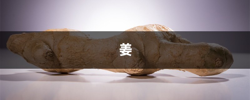 “姜”發芽可別扔，埋在土裡，3個月長出“鮮姜”，一冬天不用買！
