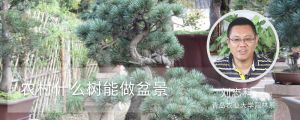 農村什麼樹能做盆景
