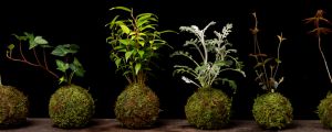苔玉盆景怎麼製作