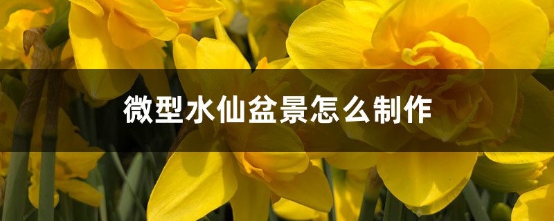 微型水仙盆景怎麼製作，只需5步輕鬆搞定！